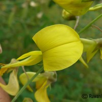 Crotalaria laburnifolia L.